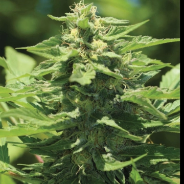TRAINWRECK Feminized cannabis flower bud by Humboldt Seed Company