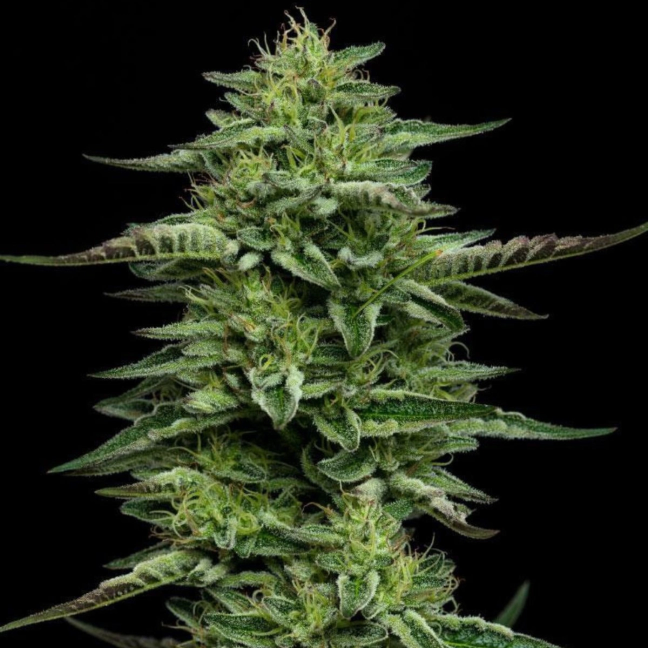 Bling Feminized – Humboldt Seed Company – Feminized