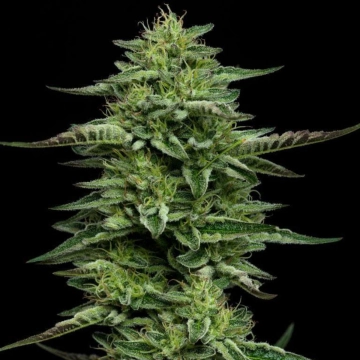 Bling Feminized Feminized cannabis flower bud by Humboldt Seed Company