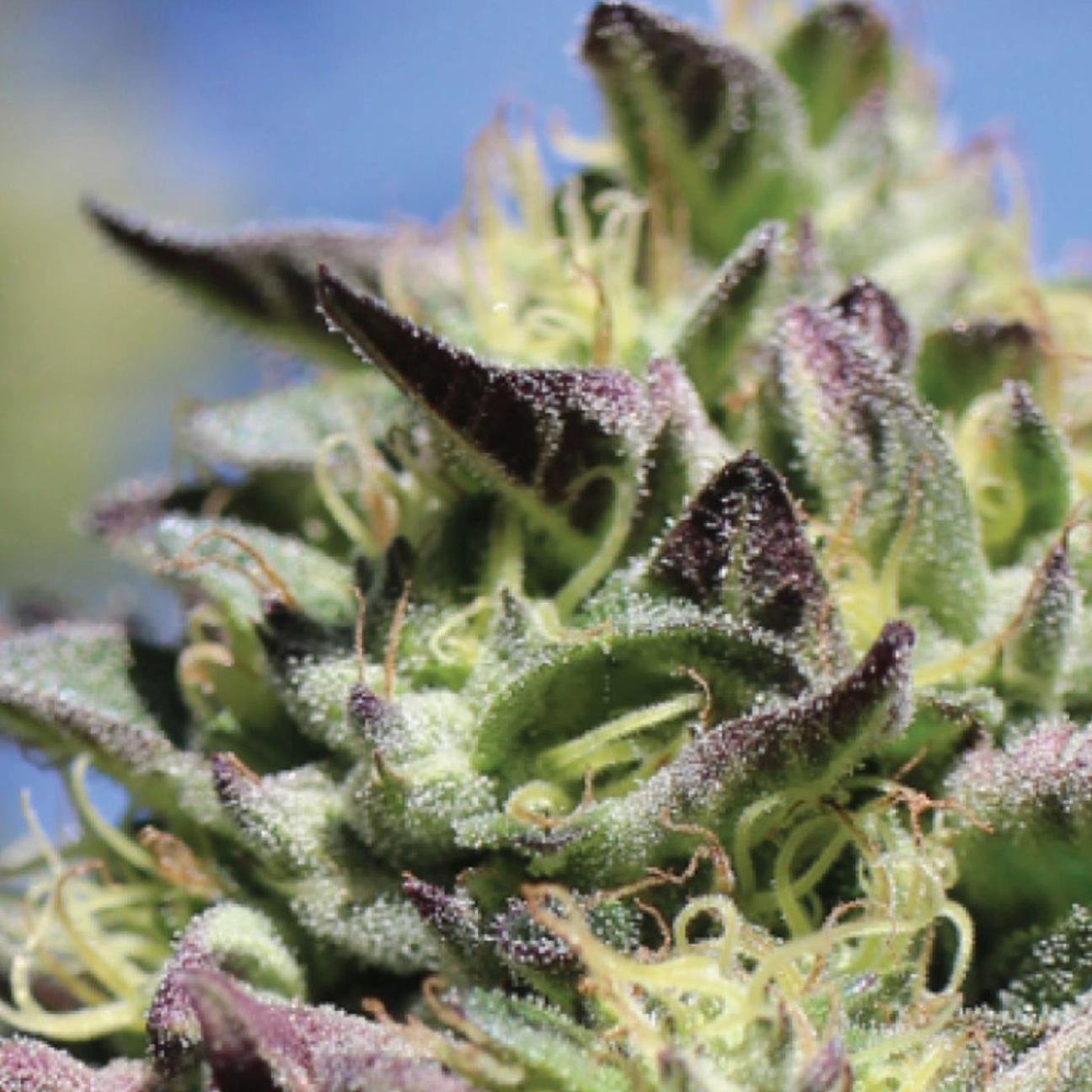 VANILLA FROSTING – Humboldt Seed Company – Feminized