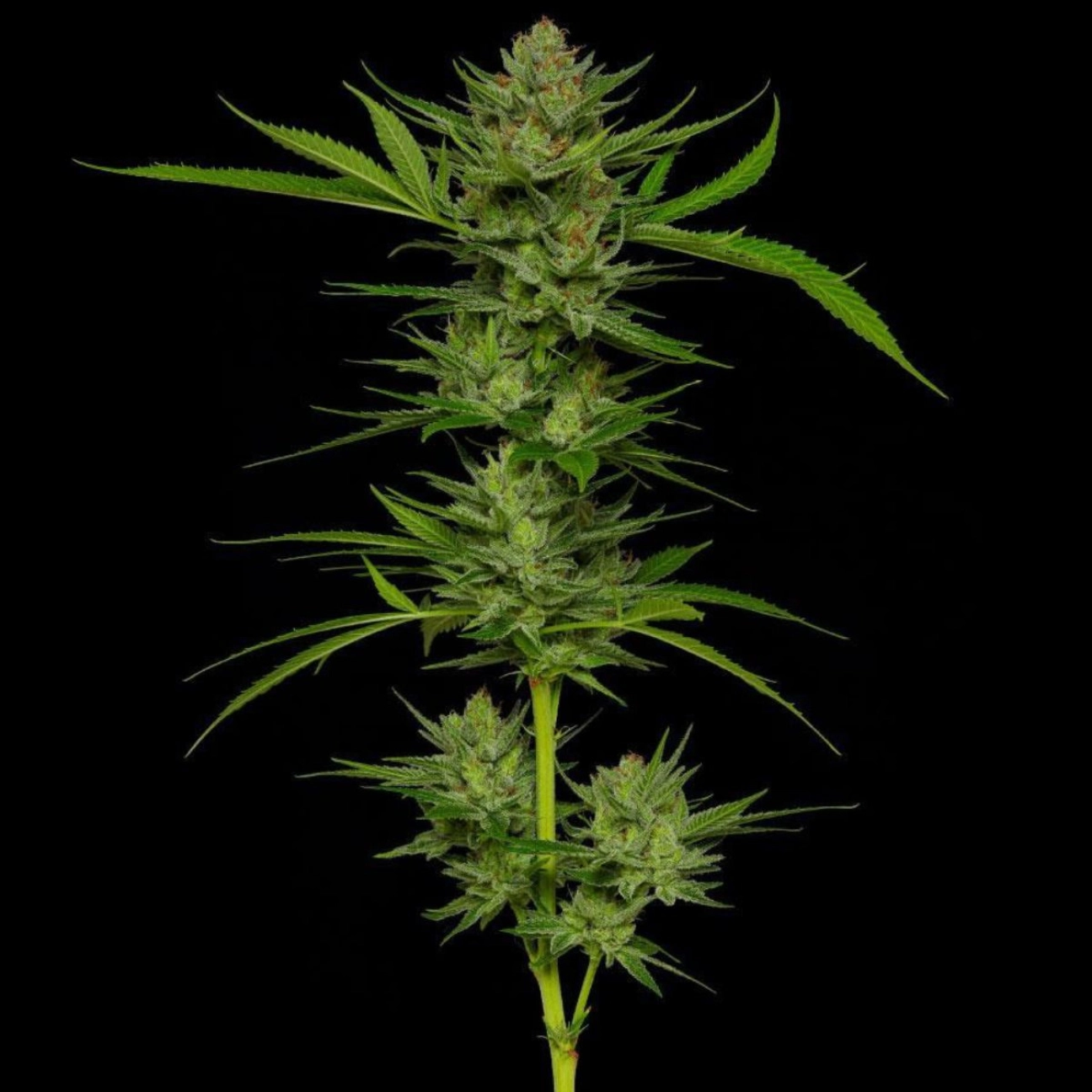 SLIGHTLY STOOPID – Humboldt Seed Company – Feminized