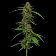 STRAWBERRY CHEESECAKE Feminized cannabis flower bud by Humboldt Seed Company