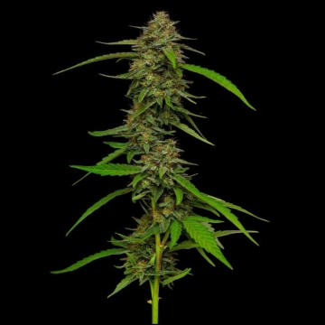 STRAWBERRY CHEESECAKE Feminized cannabis flower bud by Humboldt Seed Company