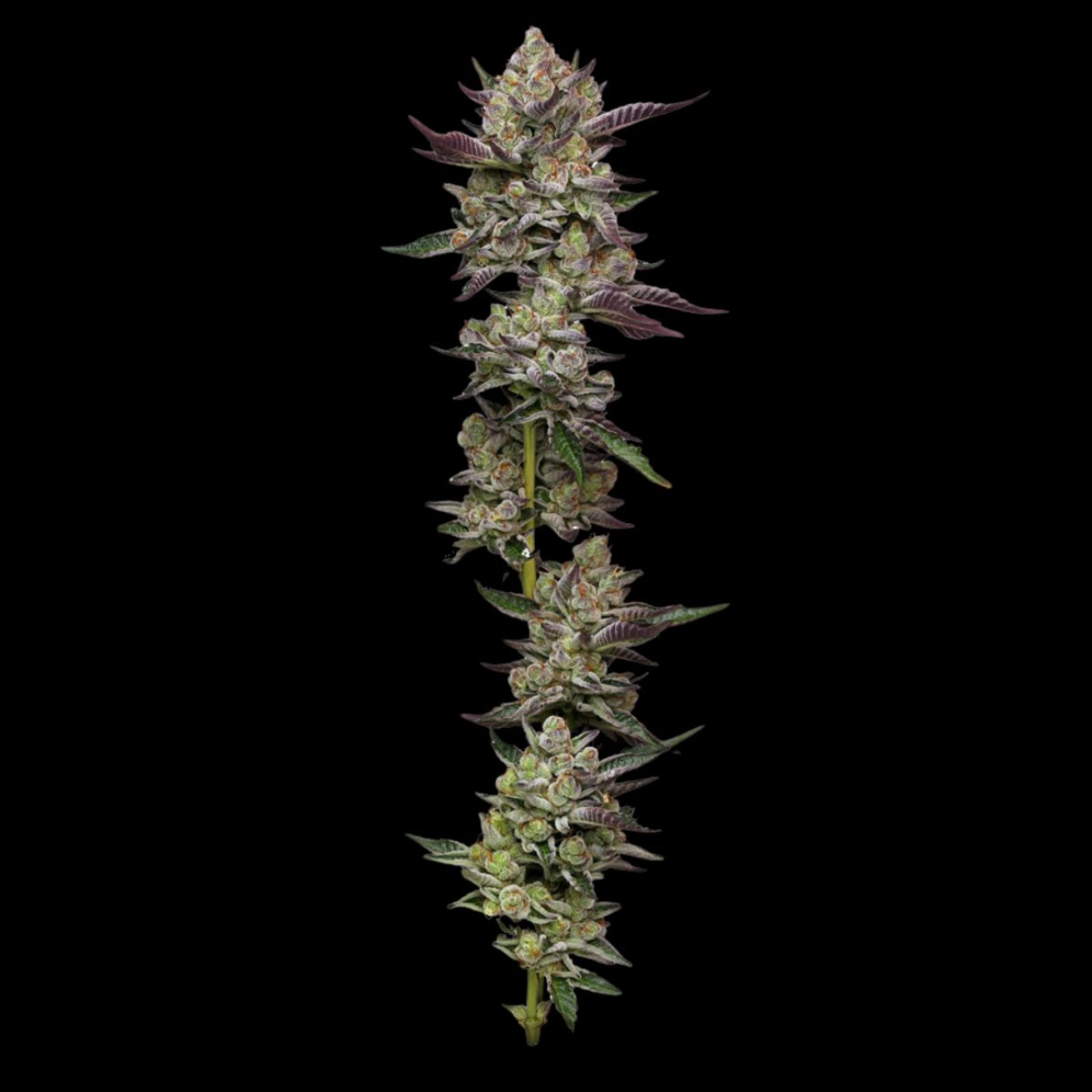 PODDY MOUTH – Humboldt Seed Company – Feminized