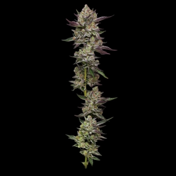 PODDY MOUTH Feminized cannabis flower bud by Humboldt Seed Company