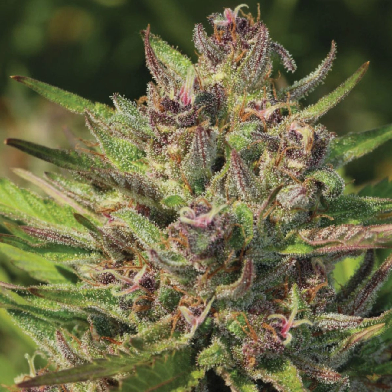 P.P.D Feminized – Humboldt Seed Company – Feminized