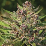 P.P.D Feminized Feminized cannabis flower bud by Humboldt Seed Company