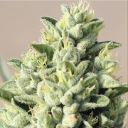 OLD GROWTH OG Feminized cannabis flower bud by Humboldt Seed Company