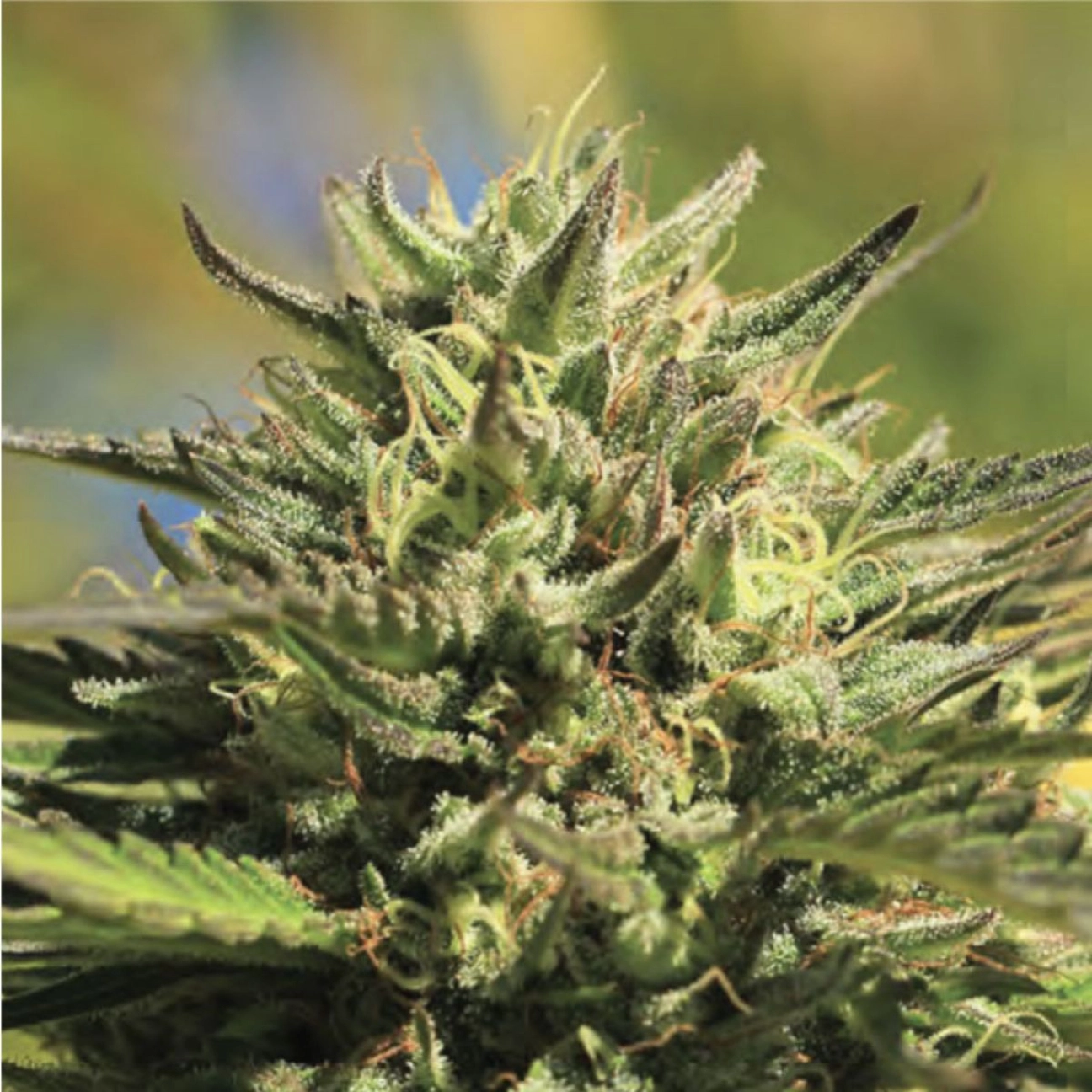 OG KUSH – Humboldt Seed Company – Feminized