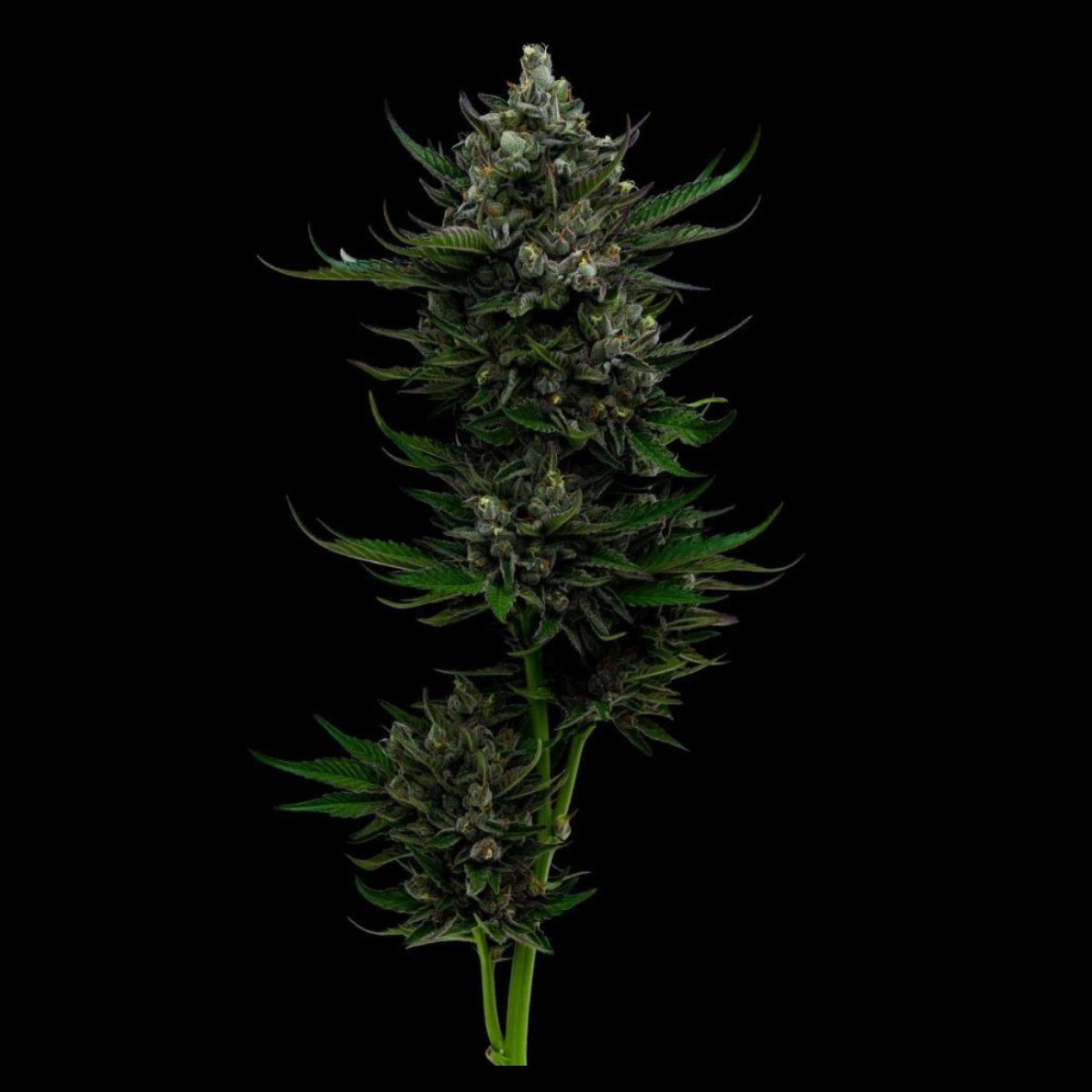 ALL GAS OG – Humboldt Seed Company – Autoflowering
