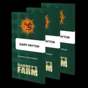 GARY PAYTON STRAIN Feminized cannabis flower bud by Barneys Farm