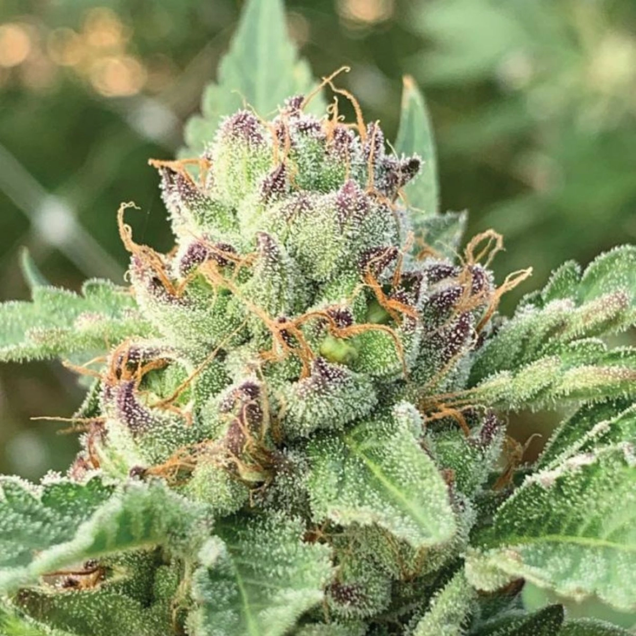 APPLE BLOSSOM – Humboldt Seed Company – Autoflowering