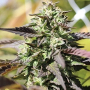 CHUNKADELIC Autoflowering cannabis flower bud by Humboldt Seed Company