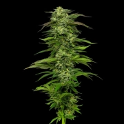 DREAM QUEEN Autoflowering cannabis flower bud by Humboldt Seed Company