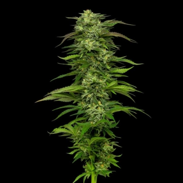 DREAM QUEEN Autoflowering cannabis flower bud by Humboldt Seed Company