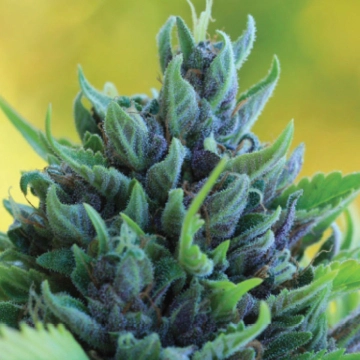 HUMBOLDT DREAM Autoflowering cannabis flower bud by Humboldt Seed Company