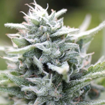 MAGIC MELON Autoflowering cannabis flower bud by Humboldt Seed Company