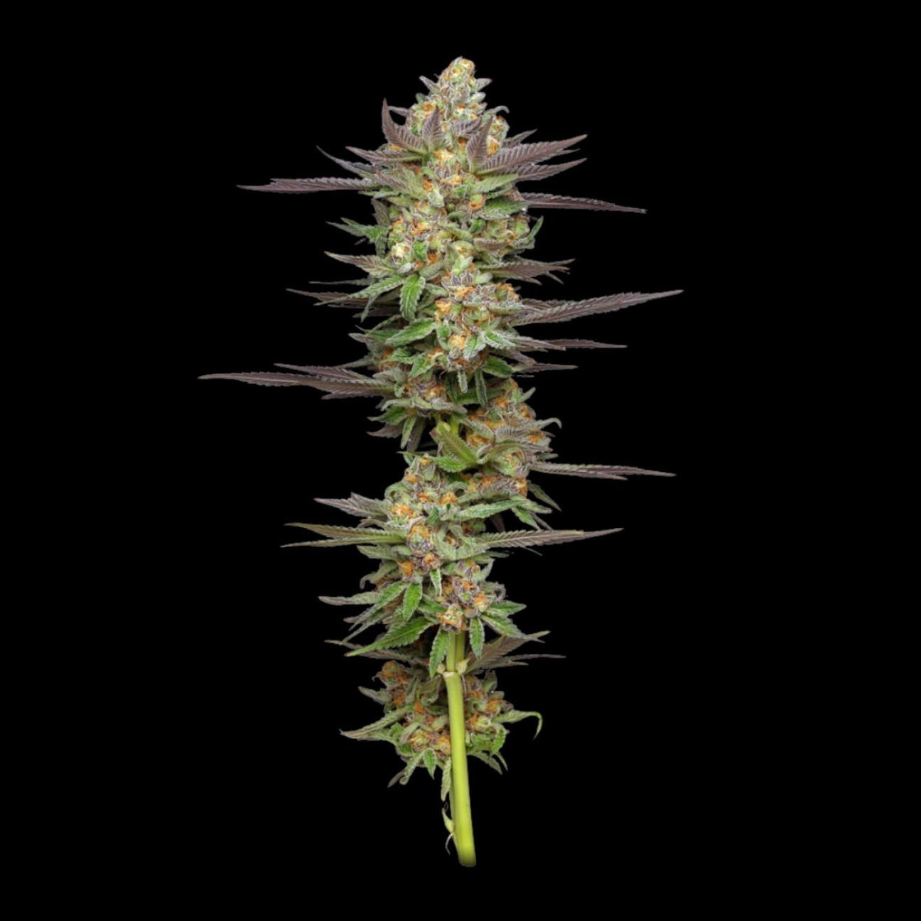 MINT JELLY – Humboldt Seed Company – Autoflowering