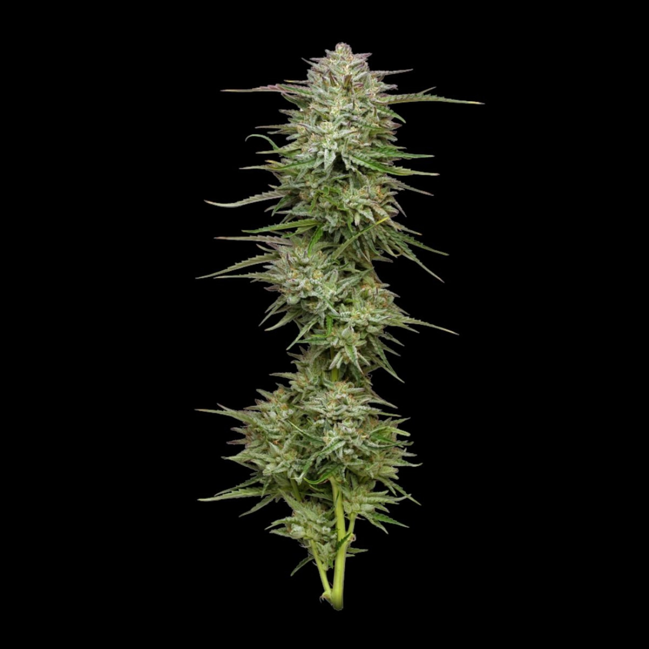 POUND TOWN – Humboldt Seed Company – Autoflowering
