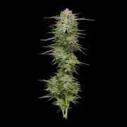 POUND TOWN Autoflowering cannabis flower bud by Humboldt Seed Company