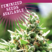 SOL MATE Autoflowering cannabis flower bud by Humboldt Seed Company