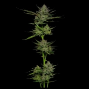 SOUR APPLE Autoflowering cannabis flower bud by Humboldt Seed Company