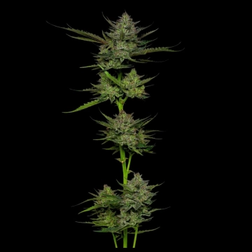 SOUR APPLE Autoflowering cannabis flower bud by Humboldt Seed Company