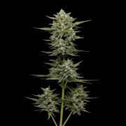 VANILLA LATTE Autoflowering cannabis flower bud by Humboldt Seed Company