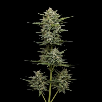 VANILLA LATTE Autoflowering cannabis flower bud by Humboldt Seed Company