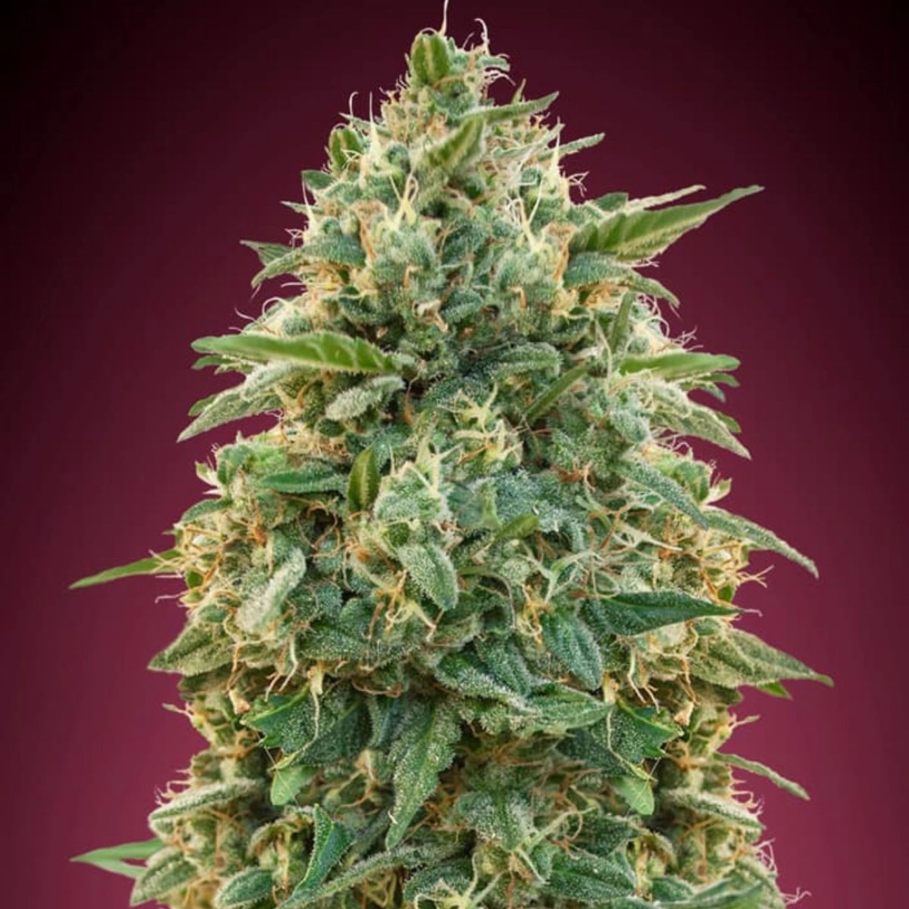 Amnesia – Advanced Seeds – Feminized
