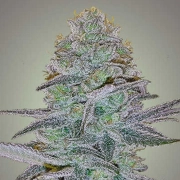 COSMIC BOMB AUTO Autoflowering cannabis flower bud by Bomb Seeds