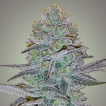 COSMIC BOMB AUTO Autoflowering cannabis flower bud by Bomb Seeds
