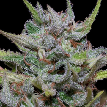WHITE FIRE OG KUSH Feminized cannabis flower bud by Bighead Seeds