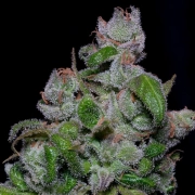 BLUEBERRY CRYSTAL GELATO Feminized cannabis flower bud by Bighead Seeds