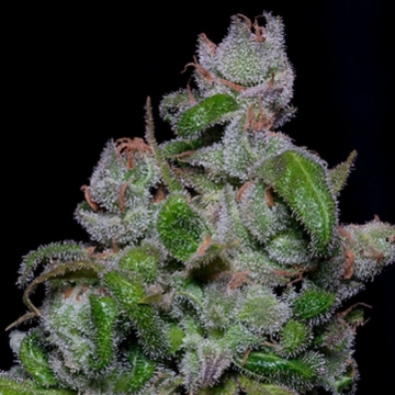 BLUEBERRY CRYSTAL GELATO Feminized cannabis flower bud by Bighead Seeds