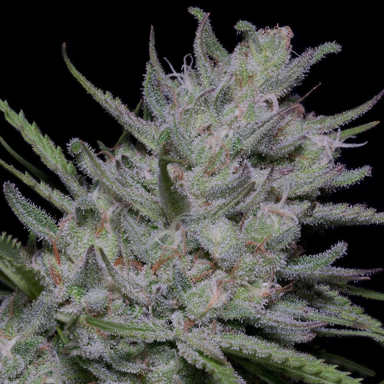 BIGHEAD SUPERFAST AUTO – Bighead Seeds – Autoflowering