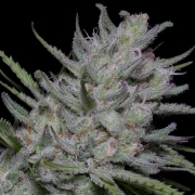 BIGHEAD SUPERFAST AUTO Autoflowering cannabis flower bud by Bighead Seeds