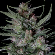 DOGSTAR DAWG AUTO Autoflowering cannabis flower bud by Bighead Seeds