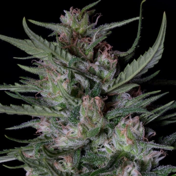 DOGSTAR DAWG AUTO Autoflowering cannabis flower bud by Bighead Seeds