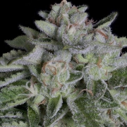 WATERMELON ZKITTELZ Feminized cannabis flower bud by Bighead Seeds