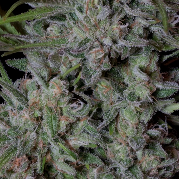 CRYSTAL RUNTZ Feminized cannabis flower bud by Bighead Seeds