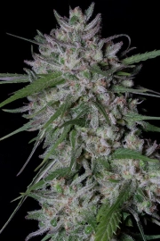 GORILLA COOKIES AUTO Autoflowering cannabis flower bud by Bighead Seeds