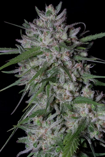 GORILLA COOKIES AUTO Autoflowering cannabis flower bud by Bighead Seeds
