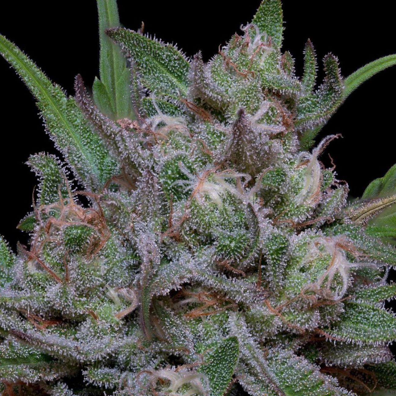 TRIPPY SHERBERT PUNCH AUTO – Bighead Seeds – Autoflowering