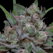 TRIPPY SHERBERT PUNCH AUTO Autoflowering cannabis flower bud by Bighead Seeds
