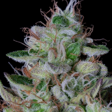 DOS-GELATO (a.k.a DOLATO) Feminized cannabis flower bud by Bighead Seeds