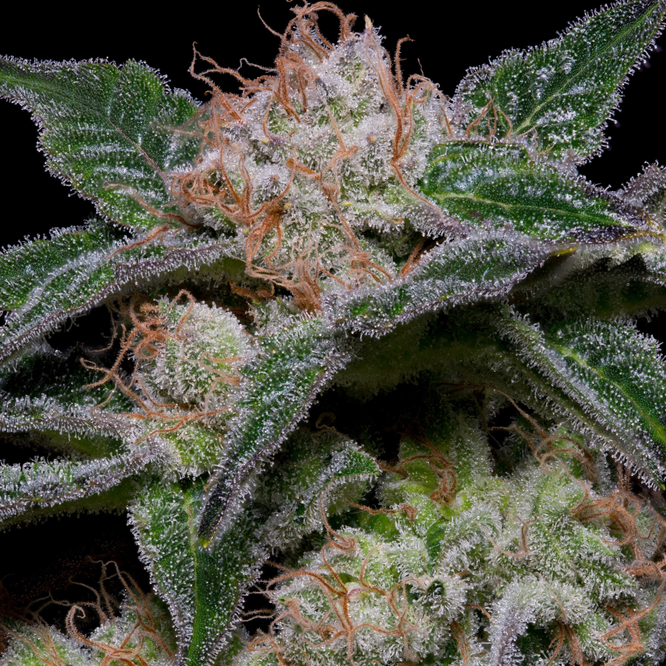 BANANA PUNCH – Bighead Seeds – Feminized