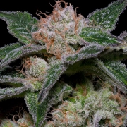 BANANA PUNCH Feminized cannabis flower bud by Bighead Seeds