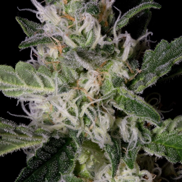 PLATINUM COOKIES Feminized cannabis flower bud by Bighead Seeds