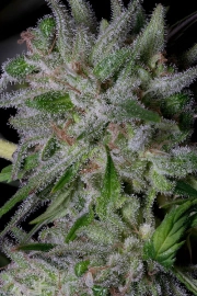 GORILLA COOKIES Feminized cannabis flower bud by Bighead Seeds